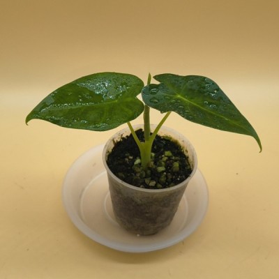 Alocasia Frydek  M6