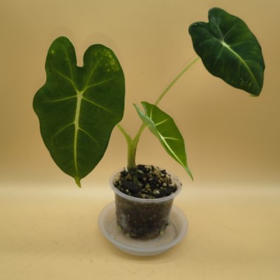 Alocasia Frydek M8