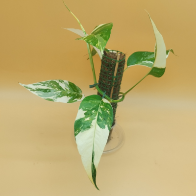 Epipremnum Pinnatum...