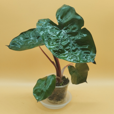 Alocasia Yucatan Princess M8