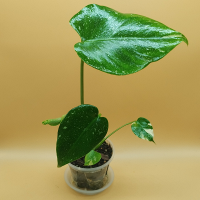 Monstera  Thai...