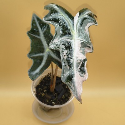 Alocasia Nobilis Pink...