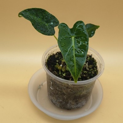 Alocasia Frydek Tatoo M8