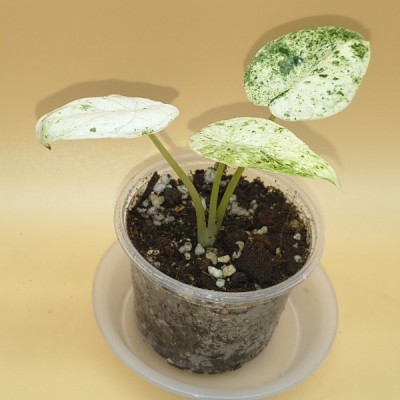 Alocasia Dragon Scale Mint...