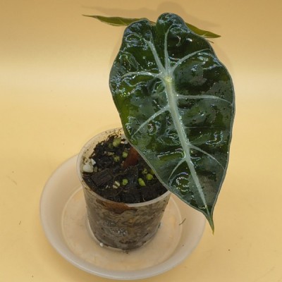 Alocasia Polly M6
